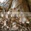 Banana tree barks_QQ : 2598494113