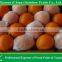 Chinese Citrus Mandarin Orange