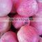 20KG pack qinguan apple