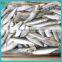 Price frozen sardines fish
