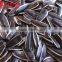 American-type sunflower seeds with big dimension