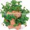 Fashionable and Stylish onion planter and pot for gardening , planter plate or pot plate also available