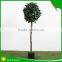 Mini Bonsai Artificial Ficus Trees