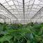 Greenhouses for Roses