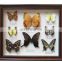 Dried real frame real butterfly