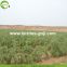 Factory Supply Dried Ningxia Wolfberry