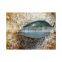 Frozen Japan yellowtail price with good quality
