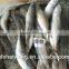 Frozen horse mackerel for sale