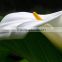 Top grade useful professional single stem calla lily