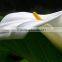 Popular new products 2016 calla lily wedding china based