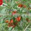 DRIED GOJI BERRY