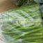 IQF green Asparagus with high quality for sale