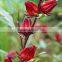 Natural Hibiscus Juice - Healthy Drink