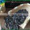 sunflower seeds 3638