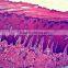 University students study animal histology slides zoology different prepared histology slides