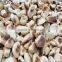 Roast garlic cloves/roast garlic dices/roast garlic puree