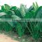 Chinese vegetable seeds hybrid F1 spinach seeds for growing-Fu Xin