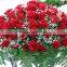 High Quality Fresh Cut Flowers/ Red Roses For Wedding