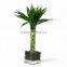 Aquatic Indoor ornamental natural spiral /braided /straight /twist /Tiered Lucky bamboo