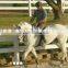 farm fence pvc vinyl white color 3rails horse fence