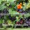 artificial plastic grape fruit products simulated grape