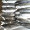 high nutrition jack mackerel