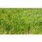 Commodity Synthetic Grass,Golf Artificial Grass