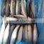 Chilled pacific mackerel whole round size 200-300g