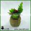 Popular Artificial Office Desk Potted Succulent Plant in Concrete Pot for Sale