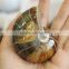Natural High Quality Ammonite Fossils For Sale