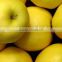 New crop fresh Golden delicious apple with good quality for sale                        
                                                Quality Choice