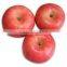 supply new crop fresh fuji apple with best price