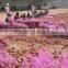 Chinese fresh onion on sale before the new year