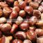 2016 crop fresh Chestnuts