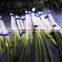 fresh green onions