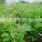 Valerian Root Powder Extract From GMP Certified Factory