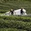 Sirlanka Black tea harvester with gasoline power