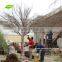 WTR1102-2 GNW 12ft Decorative Silver Dry Tree no Leaves fo Wedding Decoration
