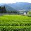 Premium and High quality matcha green tea with Flavorful made in Japan