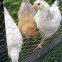 5x50ft Plastic Poultry Fence Poultry Netting, Chicken Net Fence