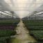 PE/PO Film Commercial Greenhouse for Vegetable/Flower