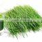 Superior Quality WheatGrass Powder Producers