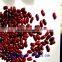 British bark red kidney beans(heilongjiang)