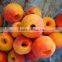 iqf fresh frozen blanched apricot dice