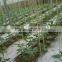 high quality greenhouse dual film for sale from BEIJING