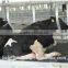 Free stall, high quality cow lying bar, cattle free stall