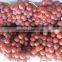 fresh purple seeded grapes from China