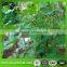 green plastic pe plant support net, anti bird net