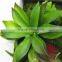 Home garden deco 25cm to 200 cm long artificial green unique mini grass head wall plant EJPZWQ1501 1201