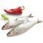 frozen sardine fish Sardinella Longiceps for bait and canning
